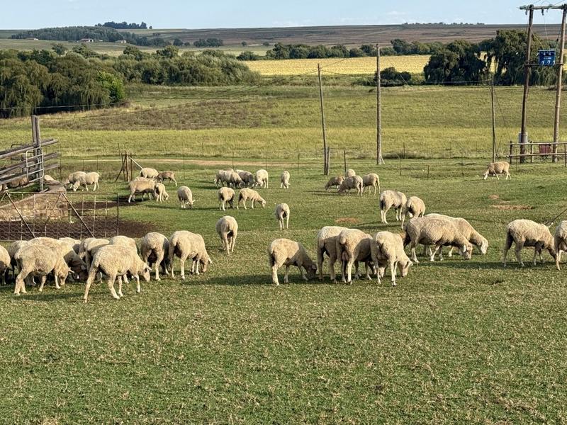 0 Bedroom Property for Sale in Harrismith Free State